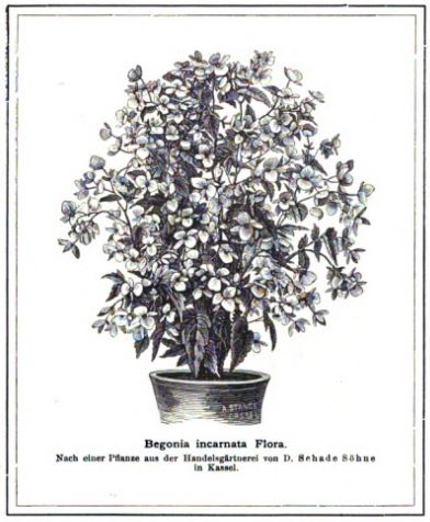 B. ‘Flora’